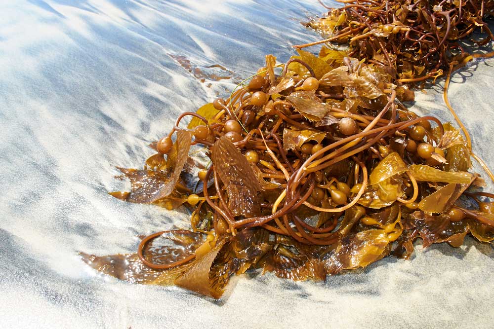 seaweed-bathing-connemara